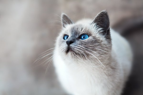 How to Ensure Proper Hydration for Cats with Kidney Disease?