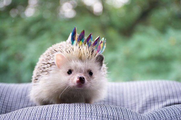 How to Create a Cozy and Warm Environment for a Pet Hedgehog?